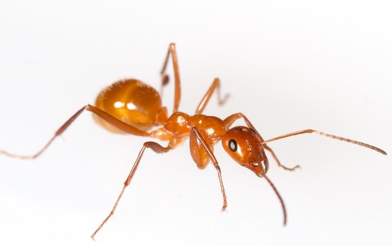 A field ant on a white background