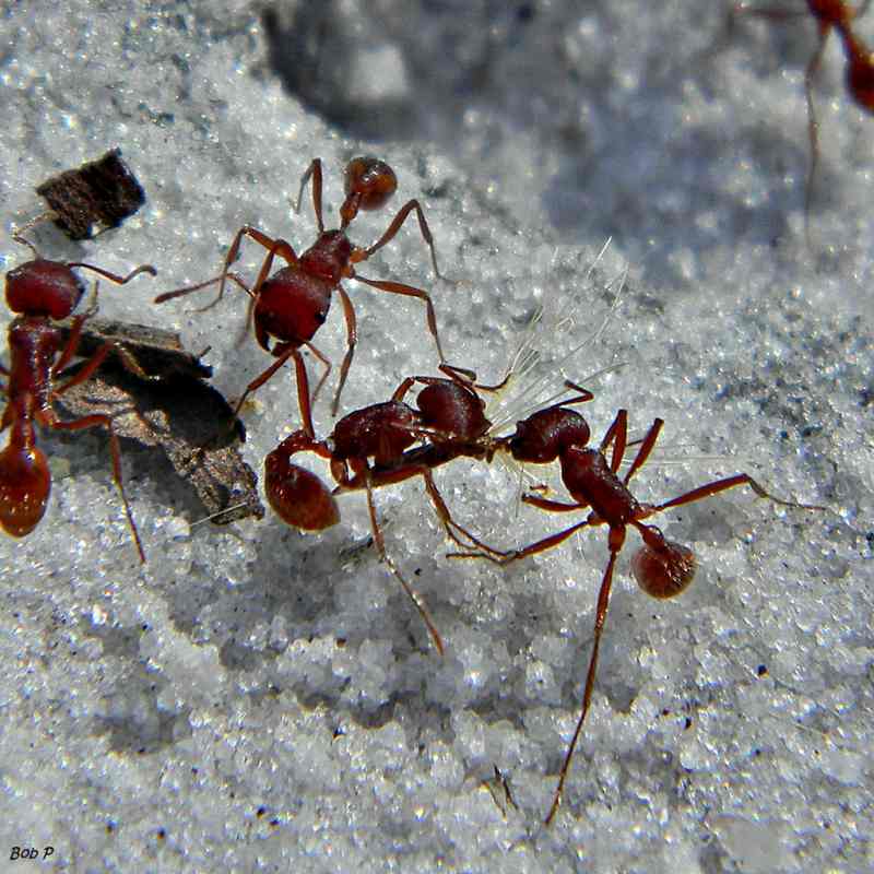 Florida harvester ant teamwork