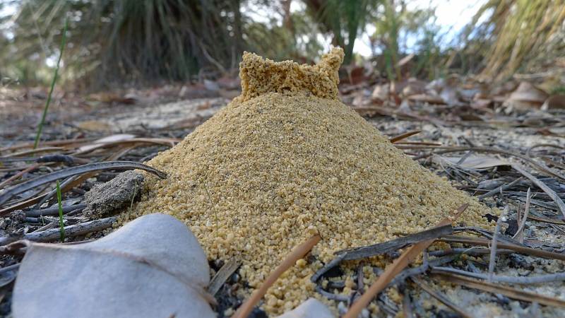 Funnel ant hole