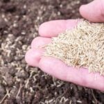How to Plant Grass Seed in Six Steps