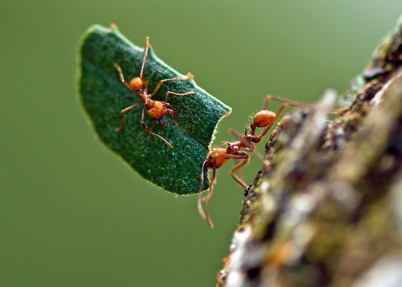 Leafcutter ants holding a leaf