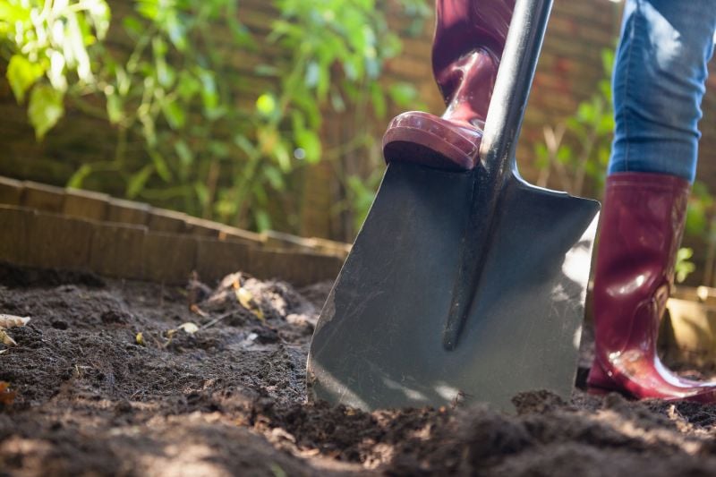 Leveling soil with a shovel