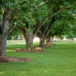 How to Mulch Around Trees (The Right Way)