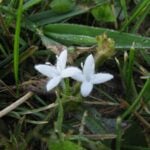 How to Get Rid of Virginia Buttonweed in the Lawn