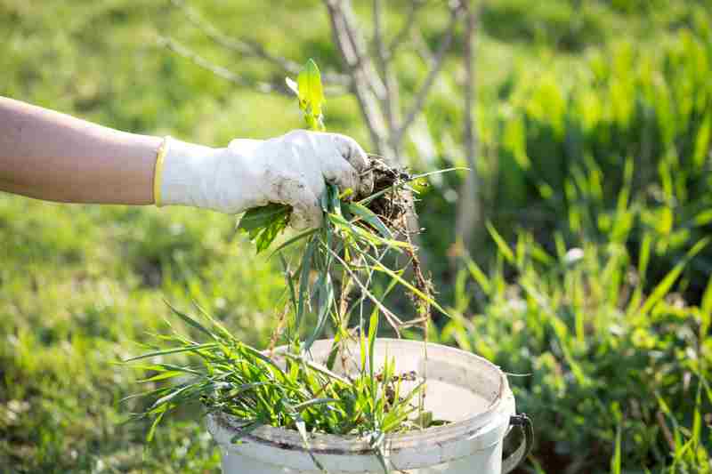 A person's hand putting weeds in a bucket