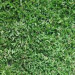 How and When to Fertilize Buffalograss Lawns