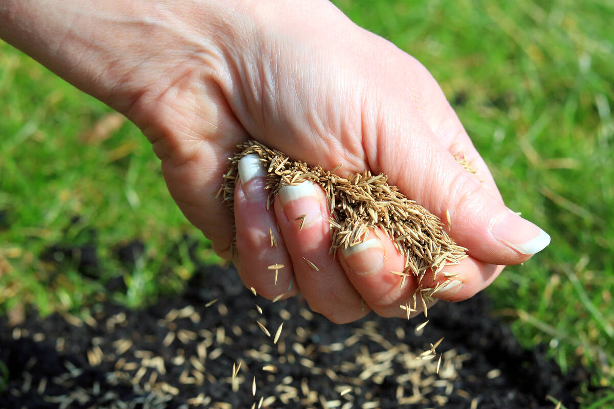 How Do You Know If Grass Seed is Still Good: Expert Tips