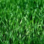 How to Prepare Your Lawn For Aeration and Overseeding