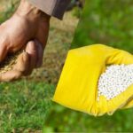 Can You Fertilize and Overseed at the Same Time? (3 Reasons Not To)