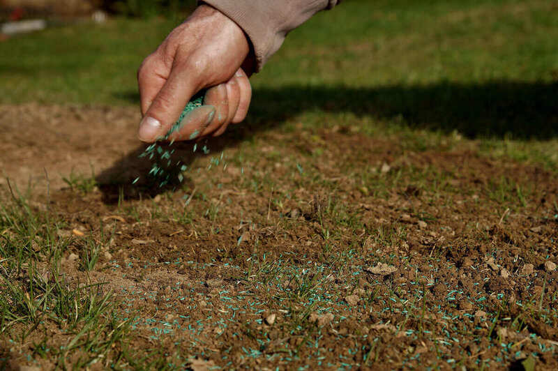 Spreading seed by hand over an area that has little to no grass