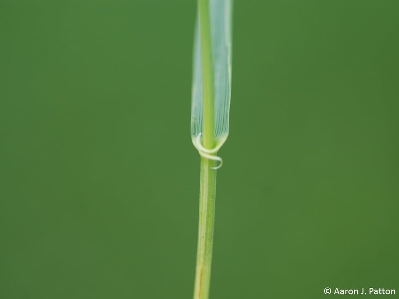 closeup of a quackgrass
