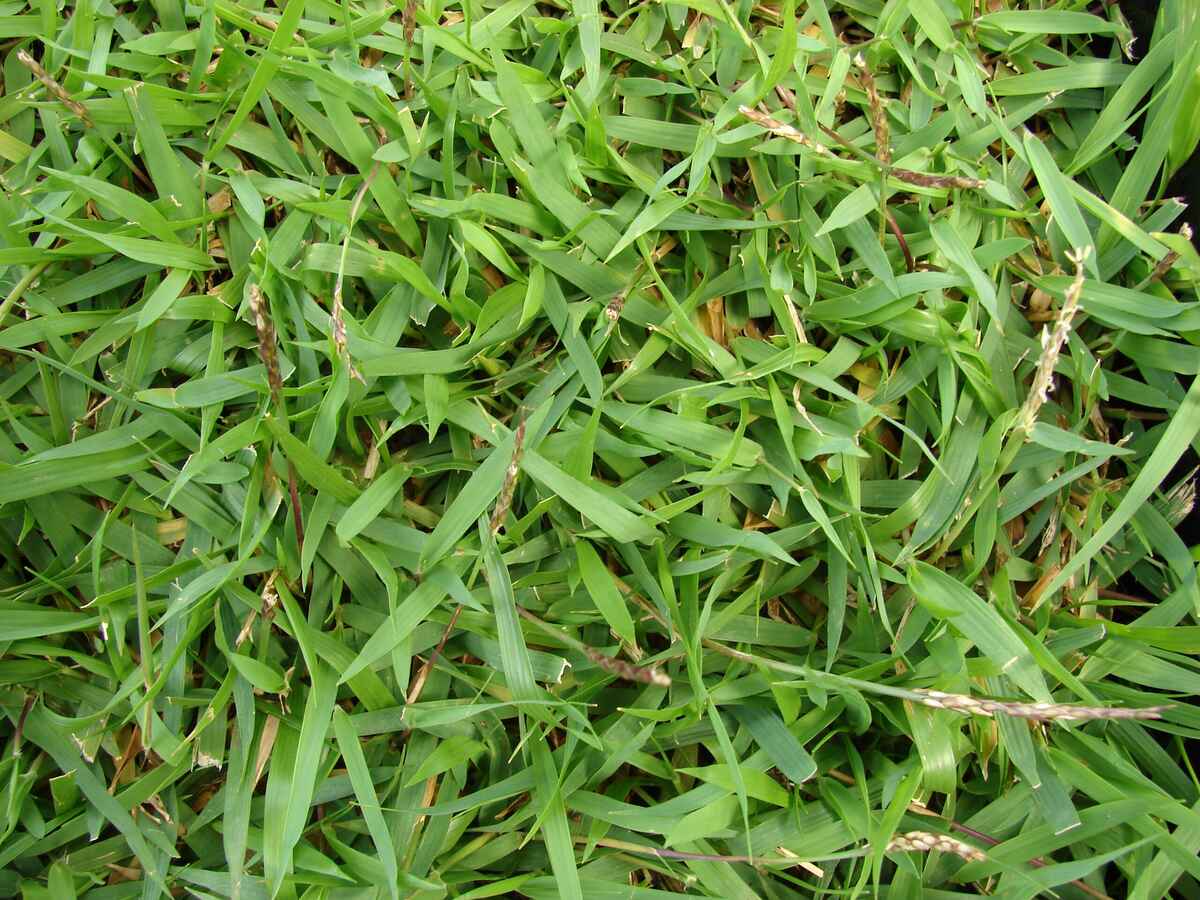 closeup of zoysiagrass in a lawn