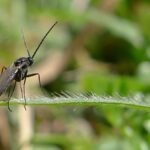 How to Get Rid of Lawn Gnats Guide