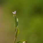 What Does Doveweed Look Like?