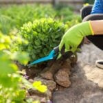 How to Get Rid of Weeds in Flower Beds