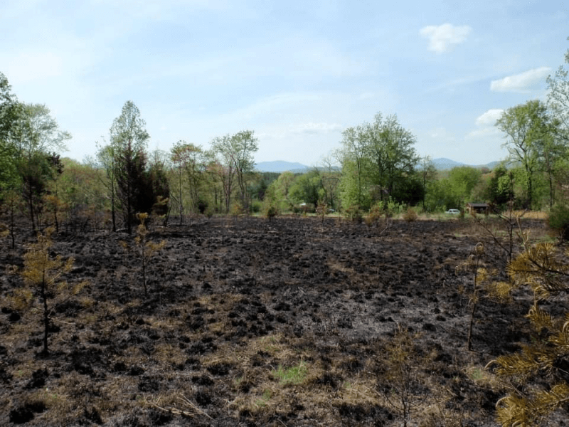 Fire incident scorched acres of land and reduced about 150 tree saplings to ashes.