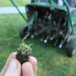 When and How Often Should You Aerate Your Lawn?