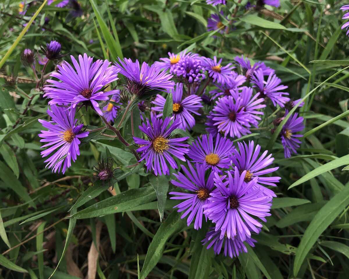 closeup of New England aster plant