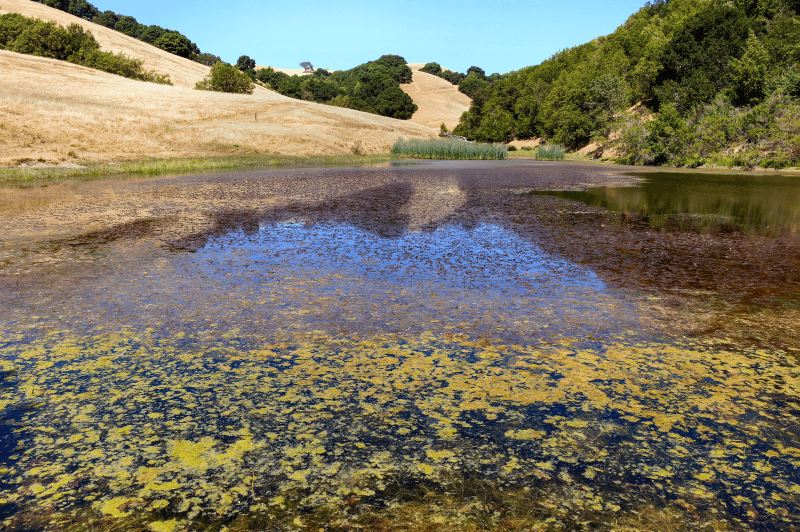 View of Turtle Pond at Pleasanton Ridge Regional Park in California
