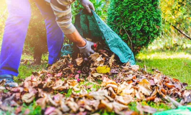 Putting leaves in a bag