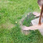 How to Keep Birds From Eating Grass Seed (Simple Tips)