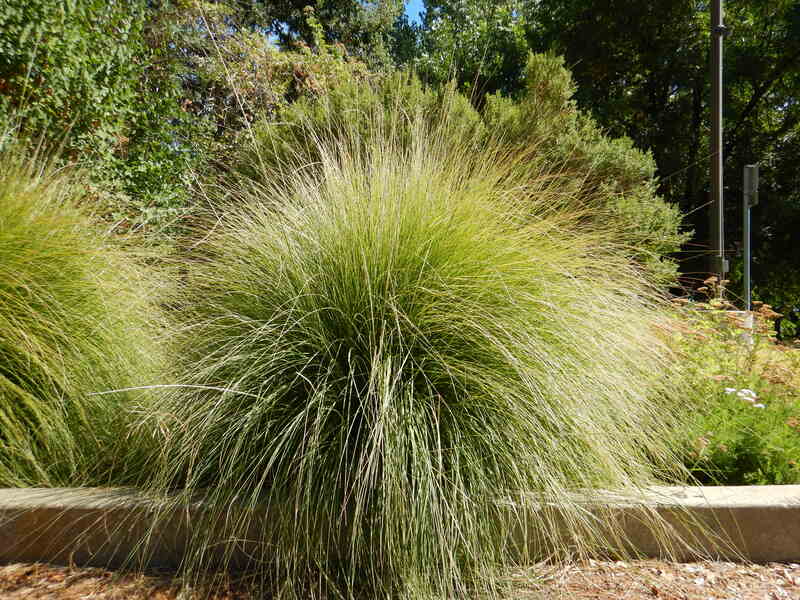 closeup of deergrass