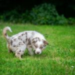 6 Myths About Dog Urine Spots In the Lawn