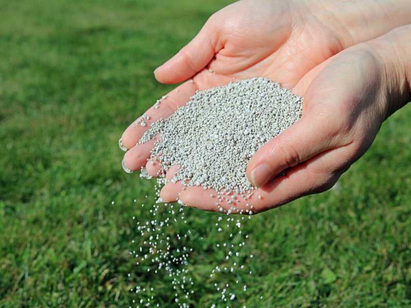 spreading lawn fertilizer by hand to maintain healthy grass