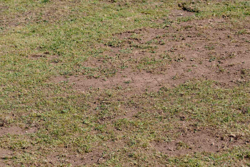 Chaffer grubs are sorted out by wildlife as food, resulting in a decimated lawn. Scarifying, nematodes and reseeding are required on a large scale afterwards. 