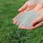 How and When to Fertilize Fescue 