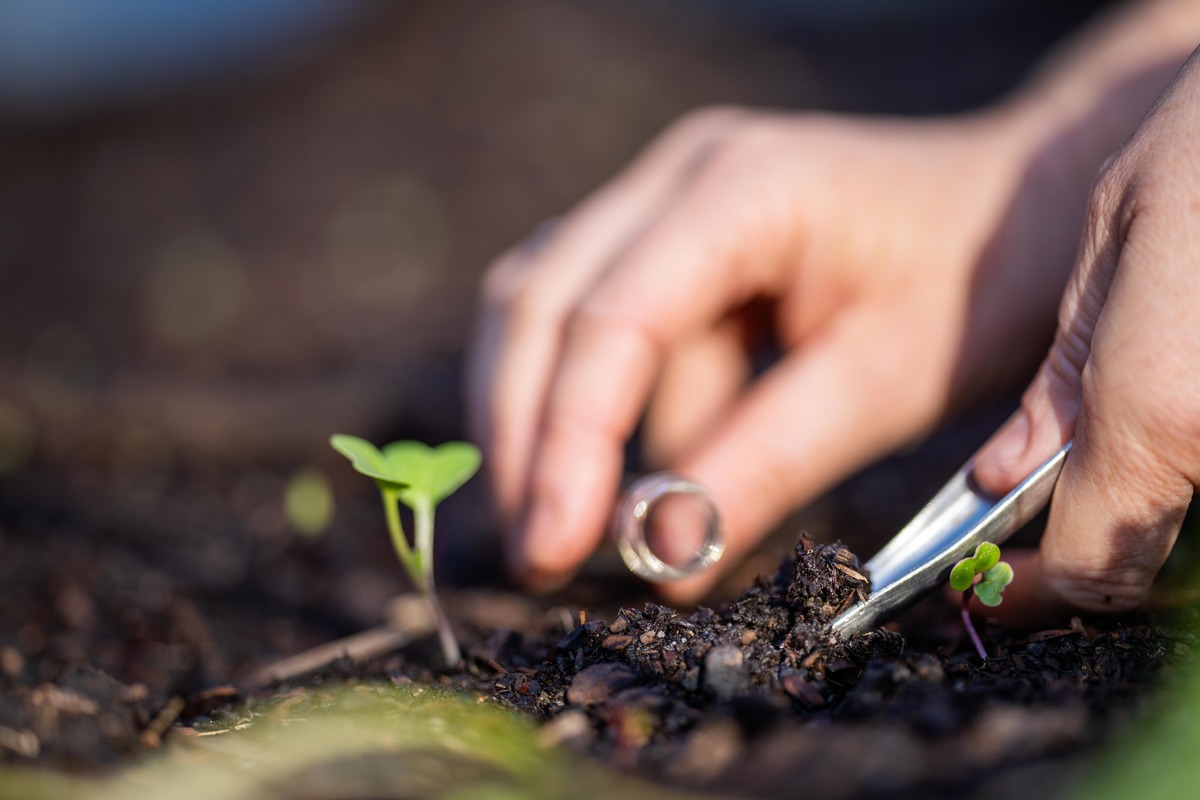 taking a soil sample for a soil test