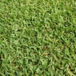 How and When to Fertilize Zoysiagrass