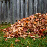 What Happens If You Don’t Remove Fallen Leaves 