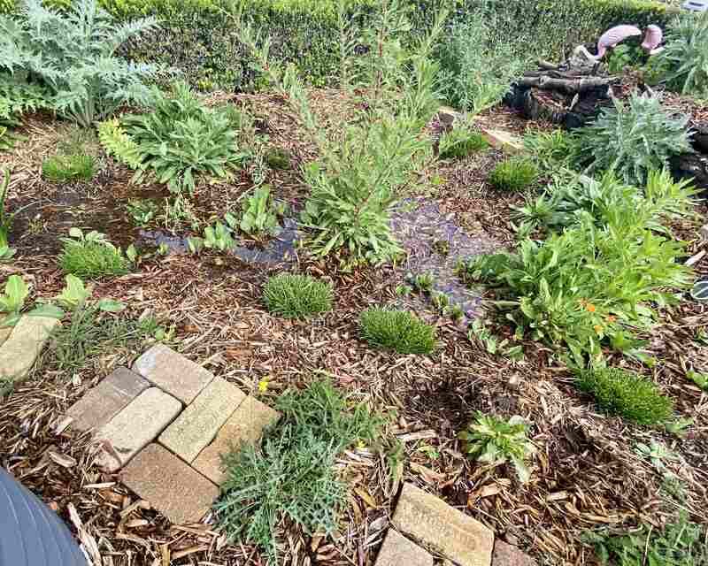 A rain garden with plants, mulch, and some puddles in Culver City, California