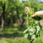 How to Prevent Weeds in Your Flower Beds (5 Tips)