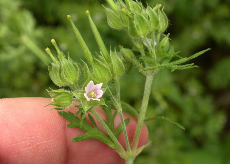 Closeup of a Carolina Geranium with one small pinkish white flower