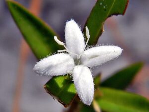 What Does Virginia Buttonweed Look Like?