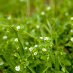 How to Identify and Control Chickweed in Your Florida Lawn