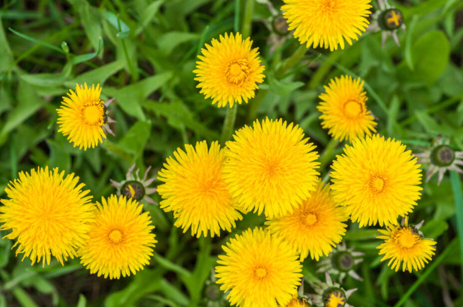 Common Weeds In North Carolina