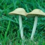 What to Do About Lawn Mushrooms in Georgia