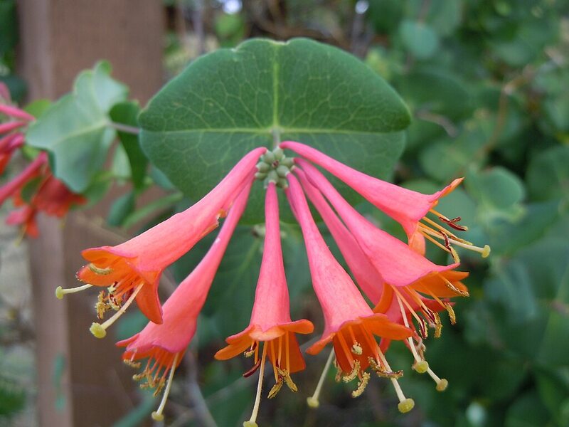 Trumpet Honeysuckle (Lonicera sempervirens)