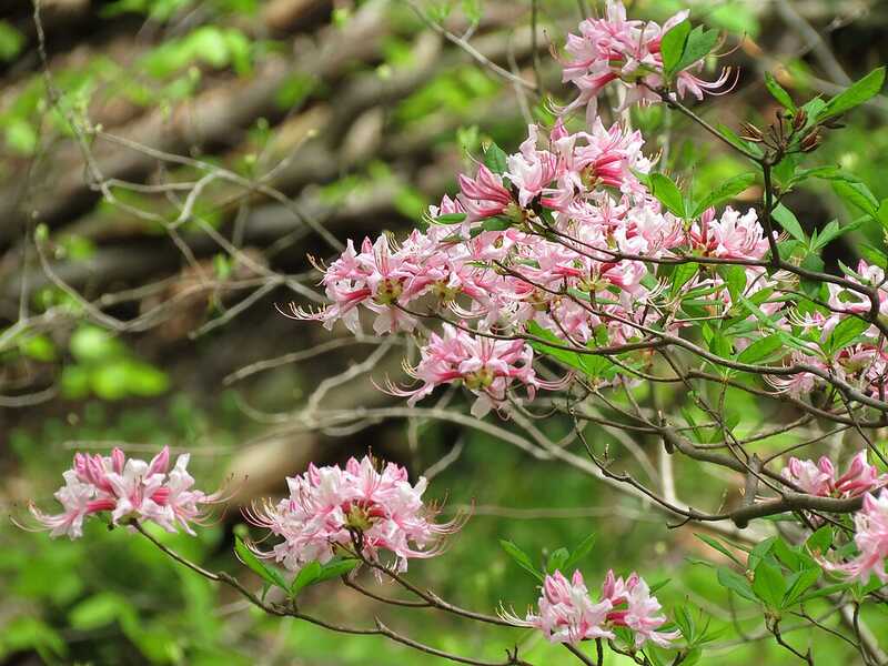 Pinxterbloom Azalea (Rhododendron Periclymenoides)