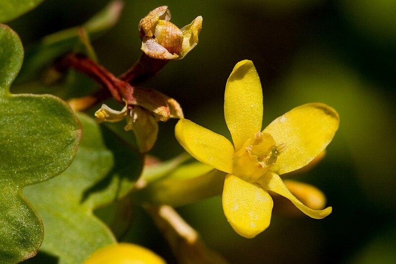 Closeup of yellow clove currant flower