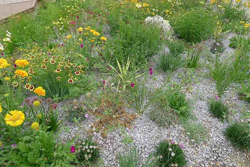 A xeriscape with drought-tolerant plants and gravel