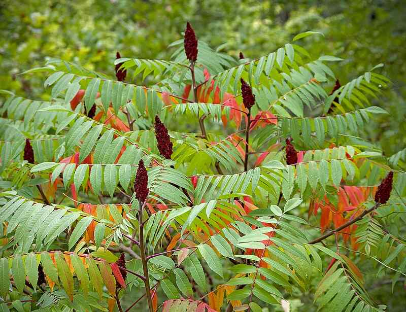 Staghorn Sumac (Rhus typhina)