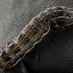 What Are Armyworms