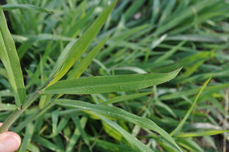 Smooth Crabgrass (Digitaria ischaemum)