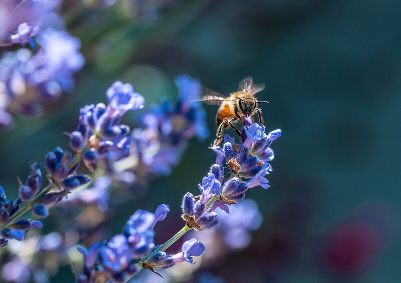 A bee perched on blue catmint flowers