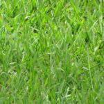 When to Fertilize Bahiagrass in Florida