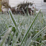 What is Frost Seeding?